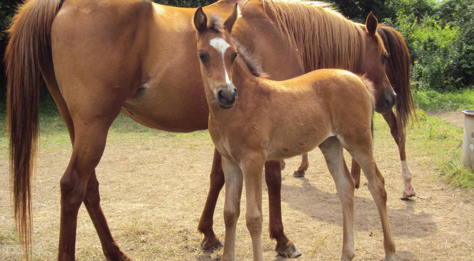 portrait cheval Hadia de Bel Air