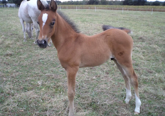 portrait cheval Ottaké de Bel Air