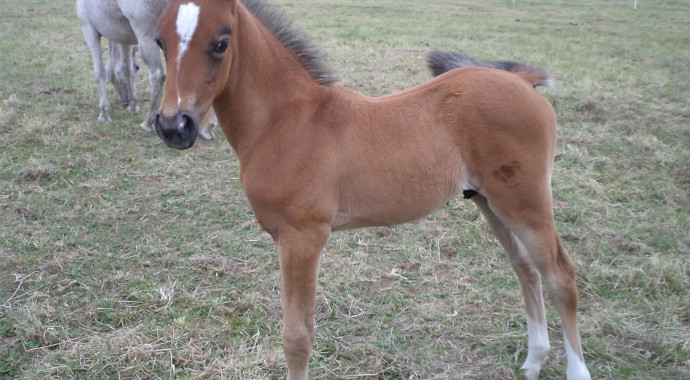 portrait cheval Ottaké de Bel Air