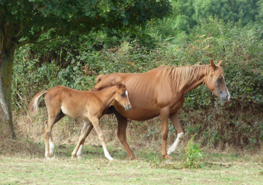 portrait cheval Assam de Bel Air