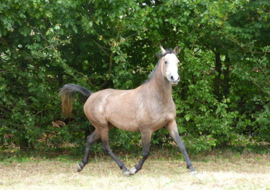 portrait cheval Talia de Bel Air