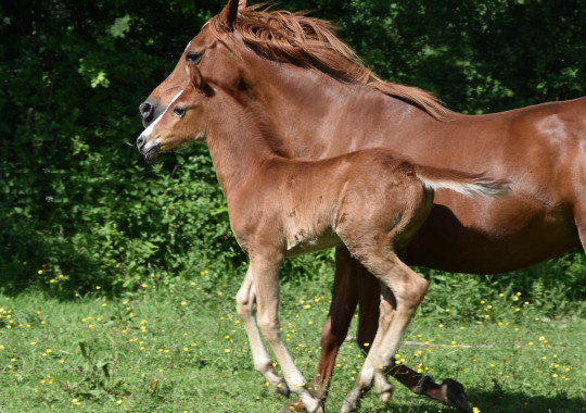 portrait cheval Mao de Bel Air