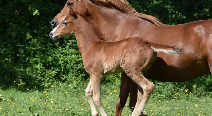 portrait cheval Mao de Bel Air