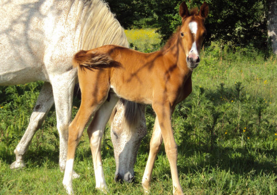 portrait cheval Kekoss' de Bel Air