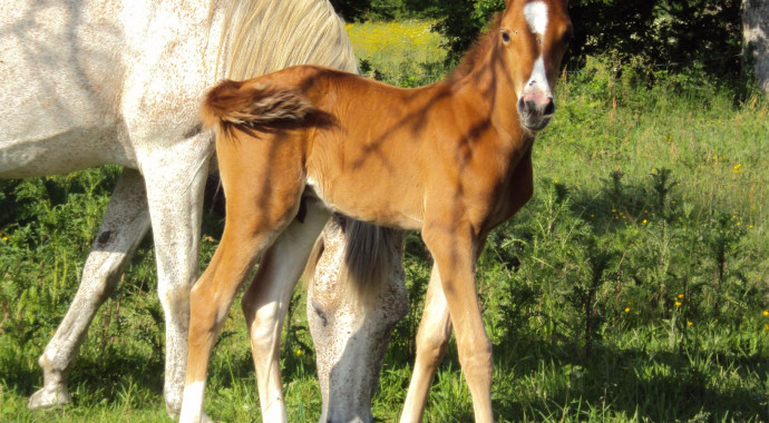 portrait cheval Kekoss' de Bel Air