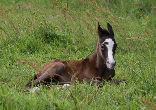 portrait cheval Medji de Bel Air