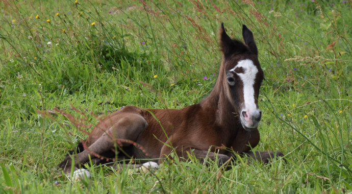 portrait cheval Medji de Bel Air