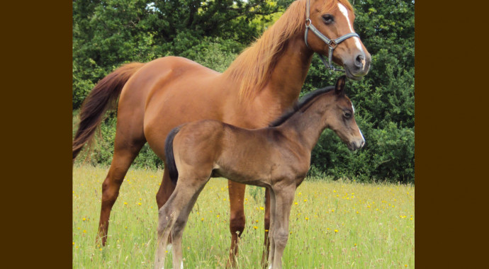 portrait cheval Shanahan de Camelot