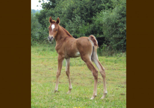 portrait cheval Jazz de Bel Air