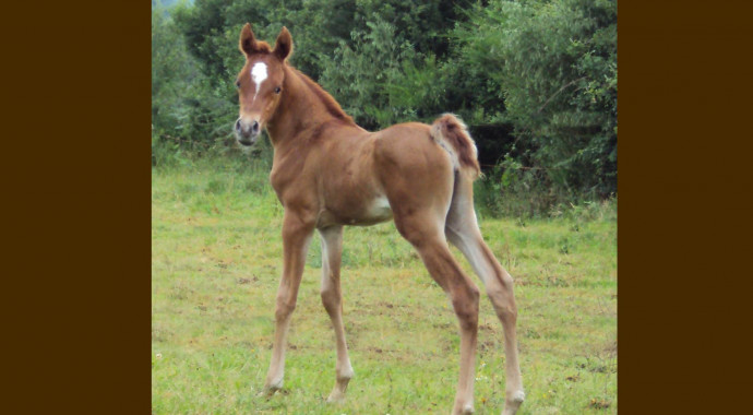 portrait cheval Jazz de Bel Air