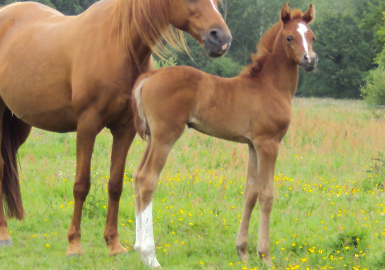 portrait cheval Koko Sha de Bel Air