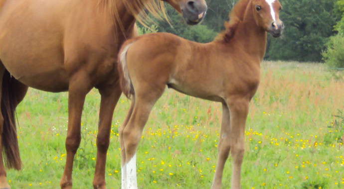 portrait cheval Koko Sha de Bel Air