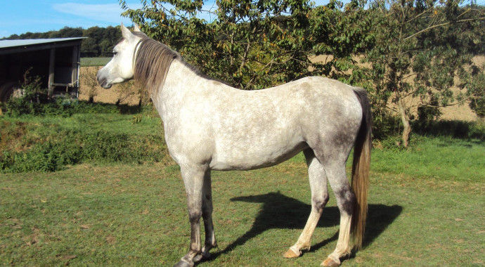 portrait cheval Koko Sha de Bel Air