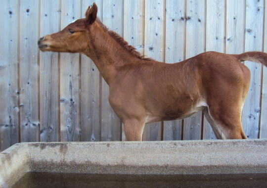 portrait cheval Al Raïah de Bel Air