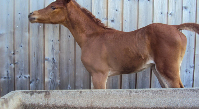 portrait cheval Al Raïah de Bel Air