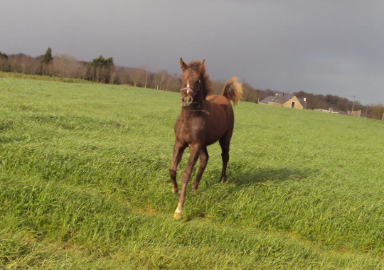 portrait cheval Fajai de Bel Air