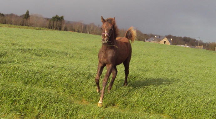 portrait cheval Fajai de Bel Air