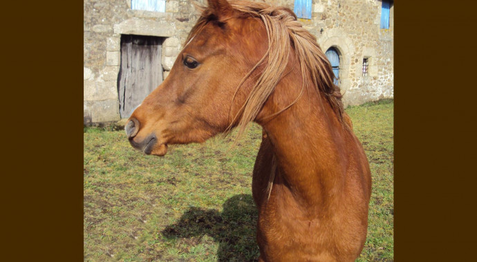 portrait cheval Al Raïah de Bel Air