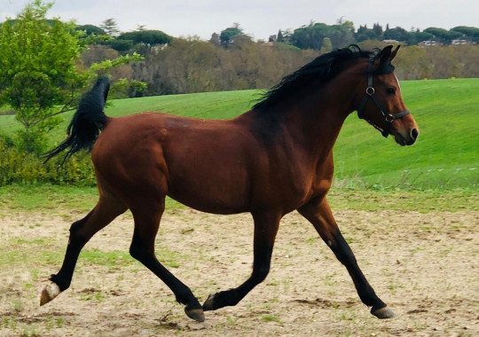 portrait cheval STY DONATELLO