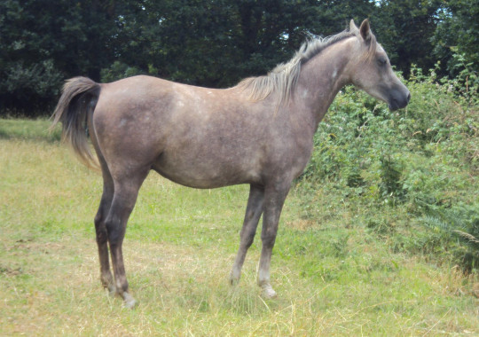 portrait cheval Fajaï de Bel Air
