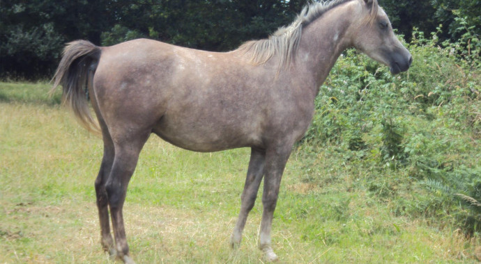 portrait cheval Fajaï de Bel Air