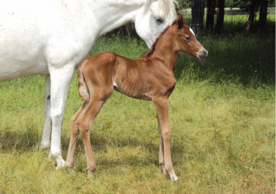 portrait cheval Adeela de Bel Air