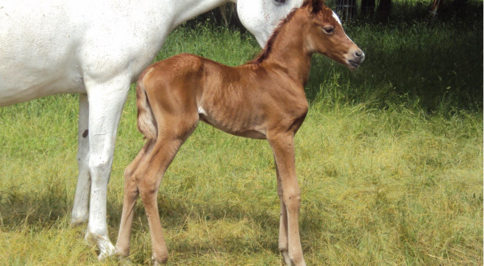 portrait cheval Adeela de Bel Air