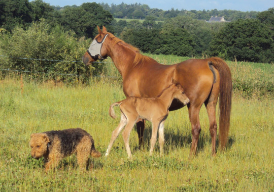 portrait cheval Ajman de Bel Air
