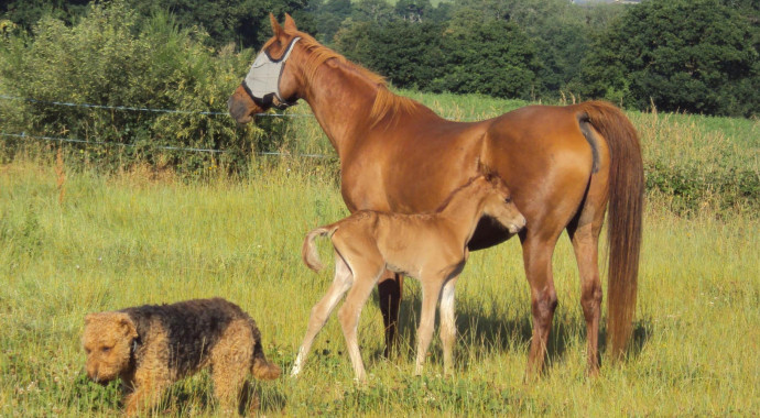 portrait cheval Ajman de Bel Air