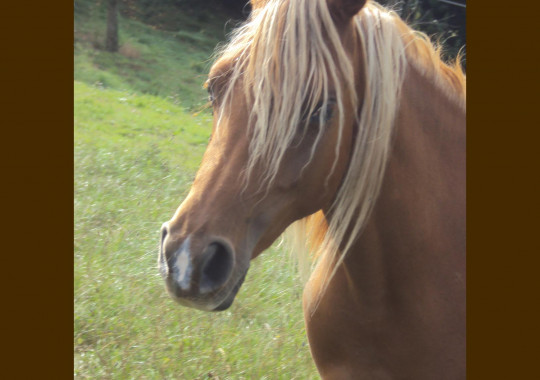 portrait cheval Madiba de Bel Air