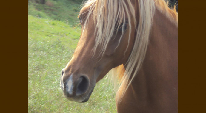 portrait cheval Madiba de Bel Air