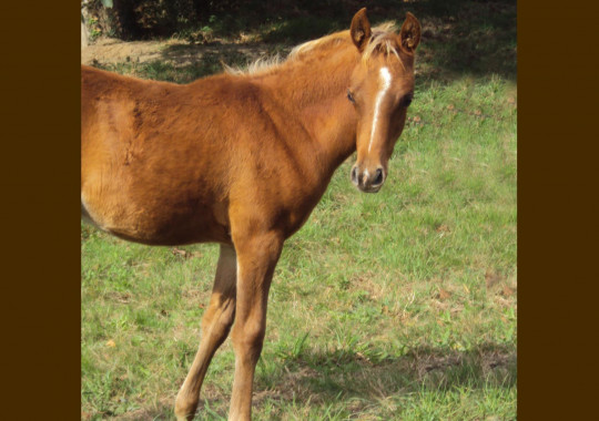portrait cheval Ajman de Bel Air