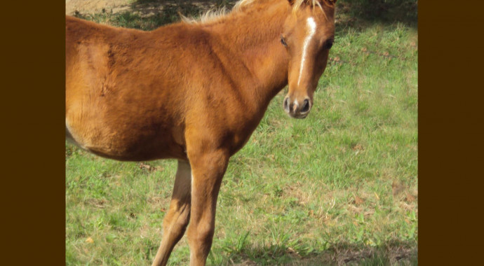 portrait cheval Ajman de Bel Air