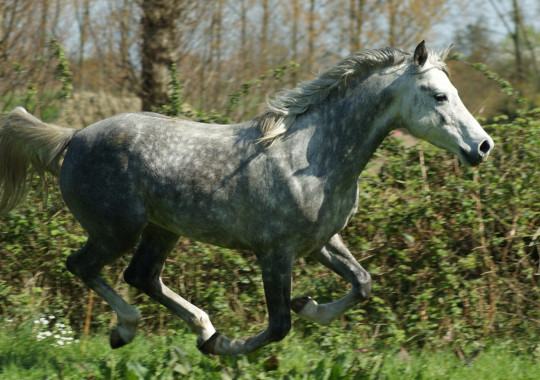 portrait cheval Dubaï de Bel Air 
