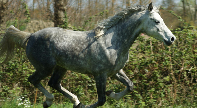 portrait cheval Dubaï de Bel Air 