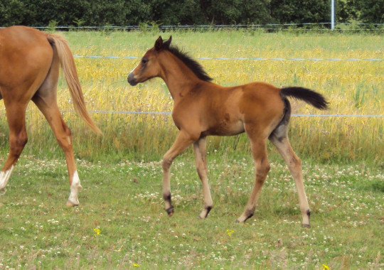 portrait cheval Talia de Bel Air 