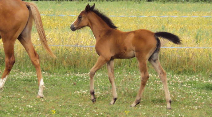 portrait cheval Talia de Bel Air 