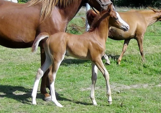 portrait cheval Tao de Bel Air