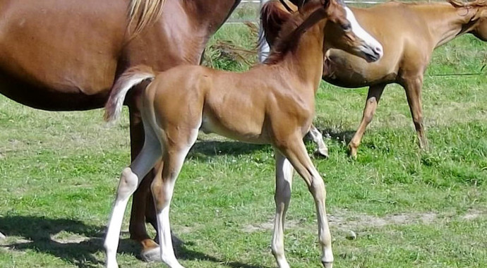 portrait cheval Tao de Bel Air