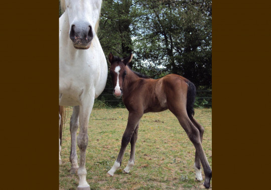 portrait cheval Djamil de Bel Air
