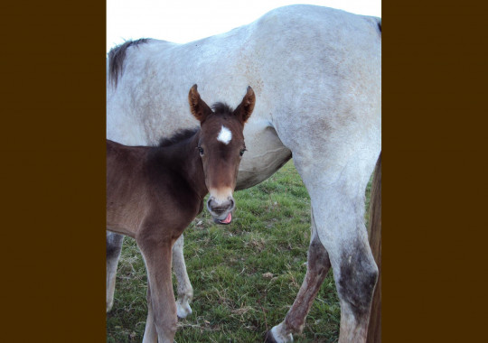 portrait cheval Abysse de Bel Air