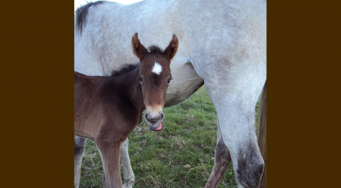 portrait cheval Abysse de Bel Air
