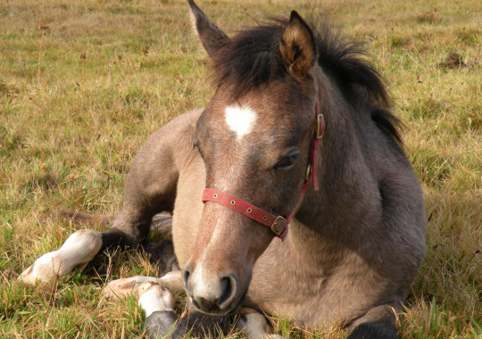 portrait cheval Dubaï de Bel Air