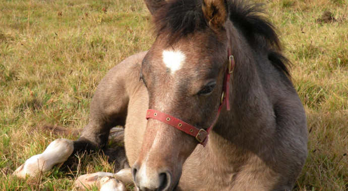portrait cheval Dubaï de Bel Air