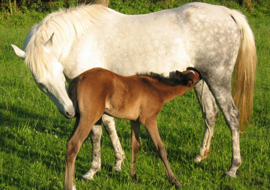 portrait cheval Indika de Bel Air