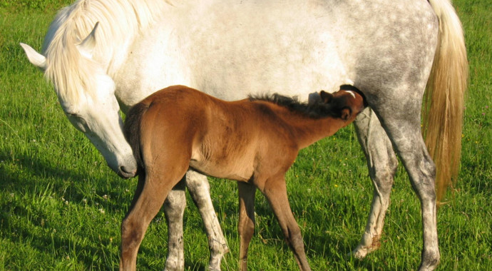 portrait cheval Indika de Bel Air