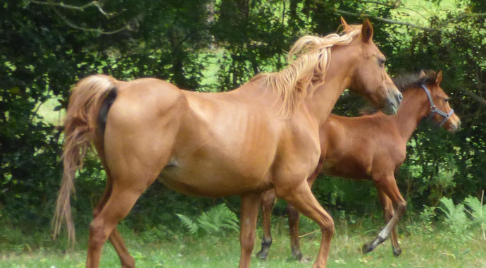 portrait cheval Selika des Pins