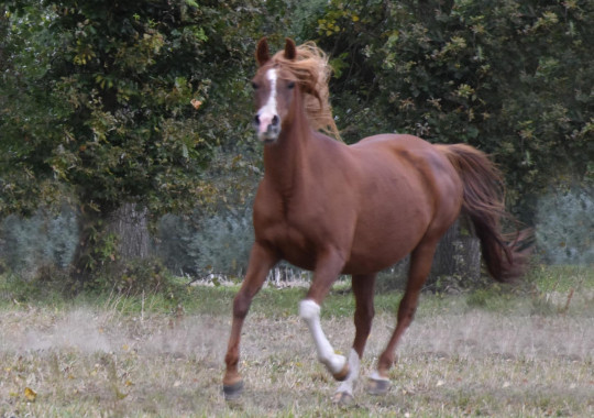 portrait cheval Avalon Charmm