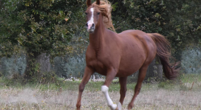 portrait cheval Avalon Charmm