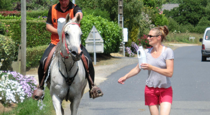 portrait cheval Radjah de Gollodic